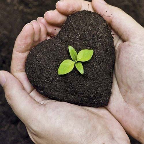 ĐẤT PHÙ SA VI SINH 