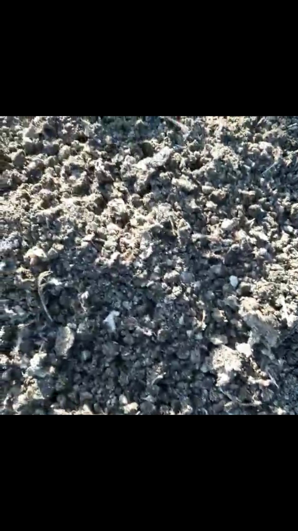 PHÂN GÀ PHƠI KHÔ