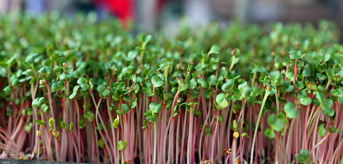 GIÁ THỂ TRỒNG RAU MẦM 