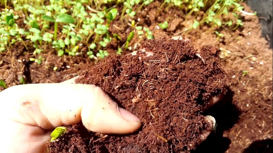 MỤN DỪA ĐÃ QUA XỬ LÝ 