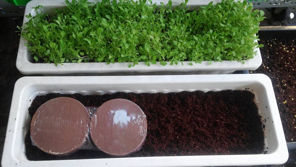  GIÁ THỂ MỤN DỪA NÉN VIÊN