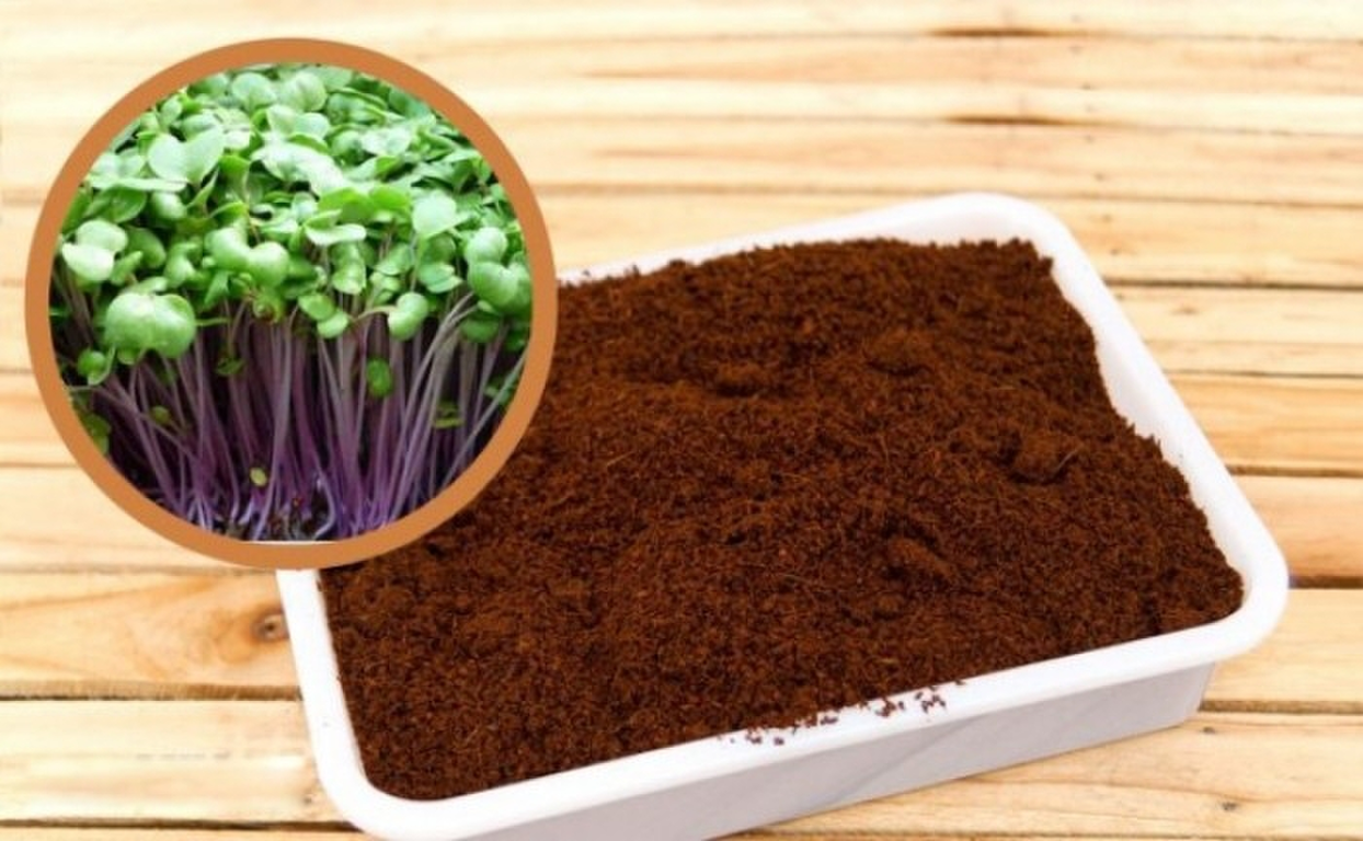 MỤN  XƠ DỪA ĐÃ QUA XỬ Lý