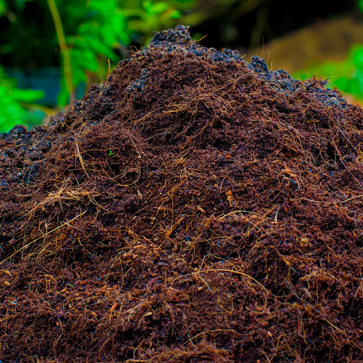 MỤN  XƠ DỪA ĐÃ QUA XỬ LÝ 