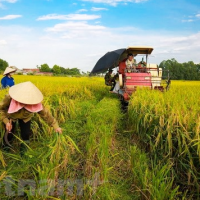 Thêm mùa 'đắng' ở thủ phủ hồ tiêu Bình Phước