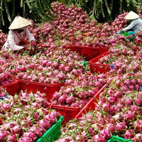 Từ việc thanh long ùn ứ ở cửa khẩu: Xuất tiểu ngạch 'hết đất sống'?